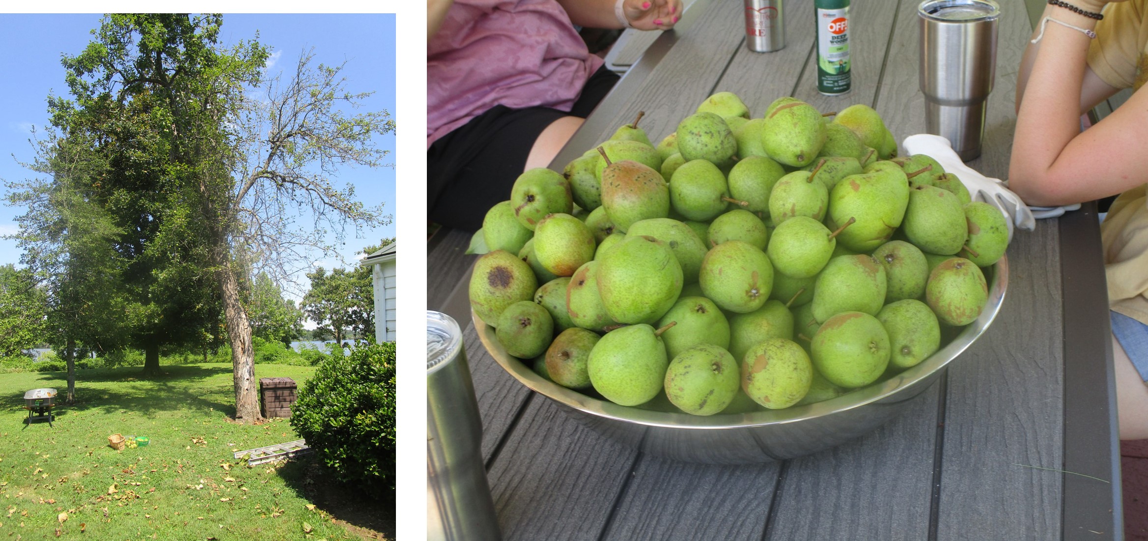Sept 23 - Pear Tree demise. Ironically, one of the best harvests in July